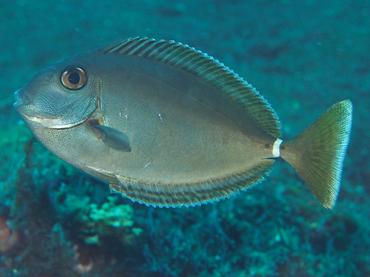 Whitemargin Unicornfish - Naso annulatus - Bali, Indonesia