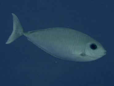 Gray Unicornfish - Naso caesius - Rangiroa, French Polynesia