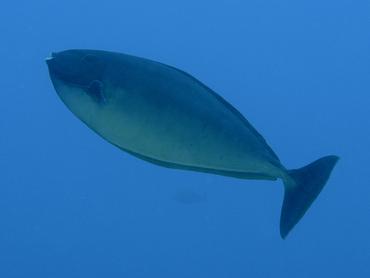 Sleek Unicornfish - Naso hexacanthus - Rangiroa, French Polynesia
