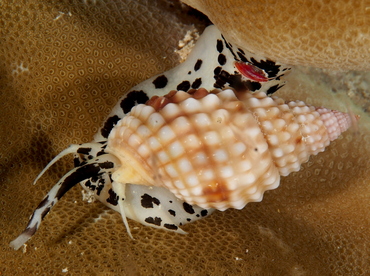 Pimpled Basket Shell - Nassarius papillosus - Palau
