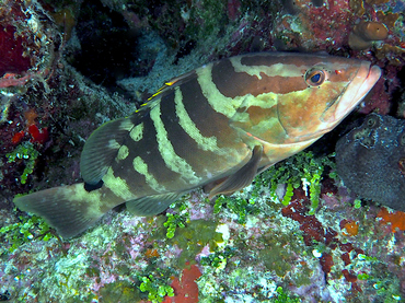 Nassau Grouper - Epinephelus striatus - Turks and Caicos