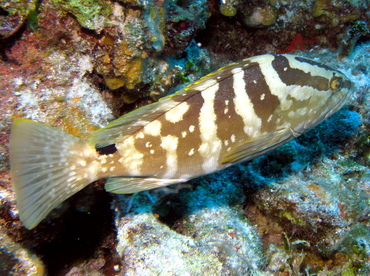 Nassau Grouper - Epinephelus striatus - Nassau, Bahamas