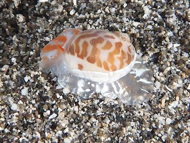 China Moon Snail - Naticarius onca - Komodo, Indonesia