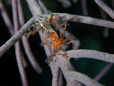 Shortfinger Neck Crab - Coryrhynchus sidneyi - Turks and Caicos