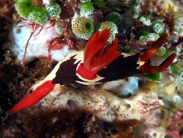 Chamberlain's Nembrotha - Nembrotha chamberlaini - Komodo, Indonesia