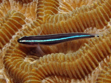 Caribbean Neon Goby - Elactinus lobeli - Belize