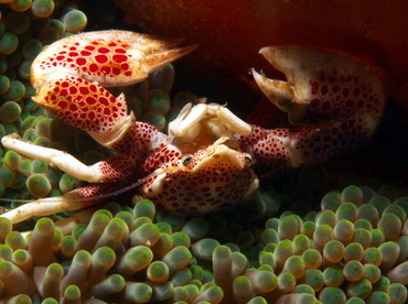 Spotted Porcelain Crab - Neopetrolisthes maculatus - Anilao, Philippines