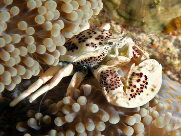 Spotted Porcelain Crab - Neopetrolisthes maculatus - Great Barrier Reef, Australia