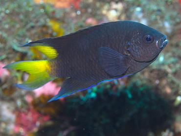 Violet Demoiselle - Neopomacentrus violascens - Bali, Indonesia
