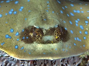 Australian Bluespotted Maskray - Neotrygon australiae - komodo, Indonesia