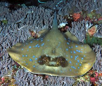 Australian Bluespotted Maskray - Neotrygon australiae - komodo, Indonesia