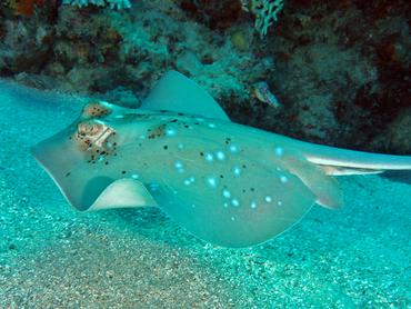 Coral Sea Maskray - Neotrygon trigonoides - Great Barrier Reef, Australia