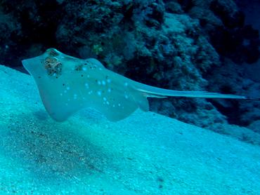 Coral Sea Maskray - Neotrygon trigonoides - Great Barrier Reef, Australia