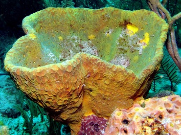 Netted Barrel Sponge - Verongula gigantea - Nassau, Bahamas
