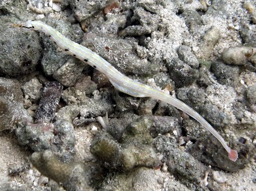 Network Pipefish - Corythoichthys flavofasciatus - Yap, Micronesia