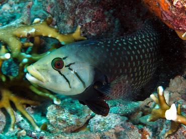 Rockmover Wrasse - Novaculichthys taeniourus - Lombok, Indonesia