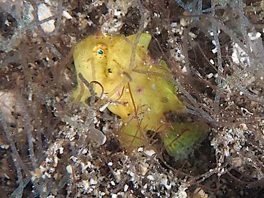 Ocellated Frogfish - Nudiantennarius subteres - Komodo, Indonesia