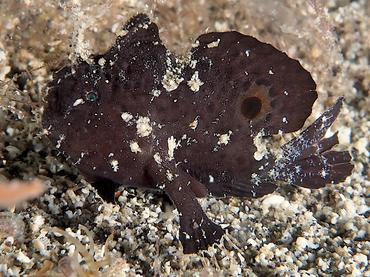 Ocellated Frogfish - Nudiantennarius subteres - Komodo, Indonesia