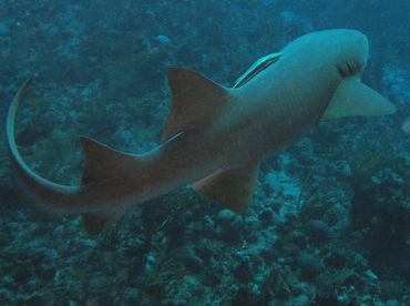 Nurse Shark - Ginglymostoma cirratum - Belize