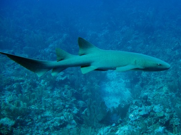 Nurse Shark - Ginglymostoma cirratum - Belize