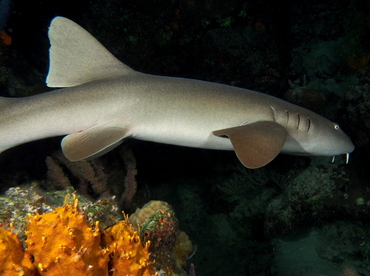 Nurse Shark - Ginglymostoma cirratum - The Exumas, Bahamas