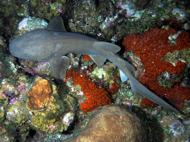 Nurse Shark - Ginglymostoma cirratum - Turks and Caicos