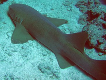 Nurse Shark - Ginglymostoma cirratum - Key Largo, Florida