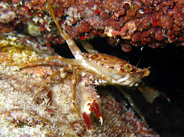 Ocellate Swimming Crab - Achelous sebae - Belize