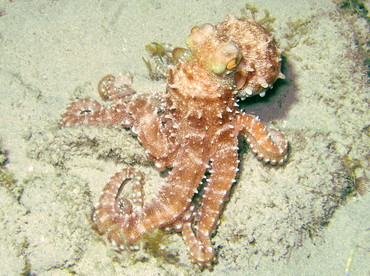 Atlantic White-Spotted Octopus - Octopus macropus - St John, USVI