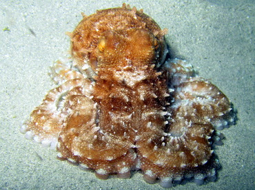 Atlantic White-Spotted Octopus - Octopus macropus - St John, USVI