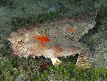 Polka-Dot Batfish - Ogcocephalus cubifrons - Blue Heron Bridge, Florida