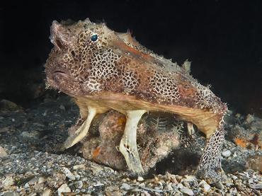Polka-Dot Batfish - Ogcocephalus cubifrons - Blue Heron Bridge, Florida