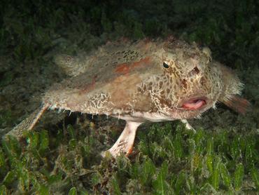 Polka-Dot Batfish - Ogcocephalus cubifrons - Blue Heron Bridge, Florida