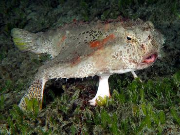 Polka-Dot Batfish - Ogcocephalus cubifrons - Blue Heron Bridge, Florida