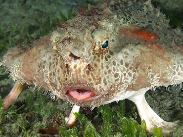 Polka-Dot Batfish - Ogcocephalus cubifrons - Blue Heron Bridge, Florida