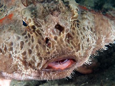 Polka-Dot Batfish - Ogcocephalus cubifrons - Blue Heron Bridge, Florida