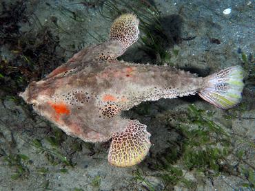 Polka-Dot Batfish - Ogcocephalus cubifrons - Blue Heron Bridge, Florida