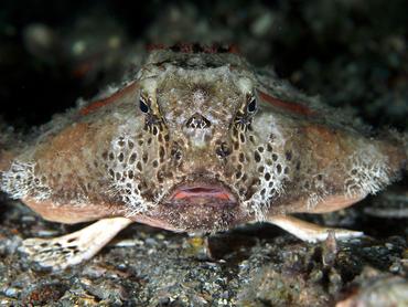 Polka-Dot Batfish - Ogcocephalus cubifrons - Blue Heron Bridge, Florida