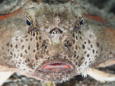 Polka-Dot Batfish - Ogcocephalus cubifrons - Blue Heron Bridge, Florida