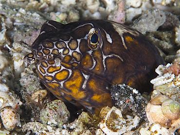 Napoleon Snake Eel - Ophichthus bonaparti - Komodo, Indonesia