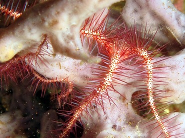 Dark Red-Spined Brittle Star - Ophiothrix purpurea - Dumaguete, Philippines