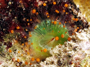 Orange Ball Corallimorph - Corynactis caribbeorum - Bonaire