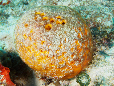 Orange Ball Sponge - Cinachyrella kuekenthali - Cozumel, Mexico