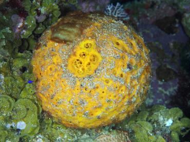 Orange Ball Sponge - Cinachyrella kuekenthali - British Virgin Islands
