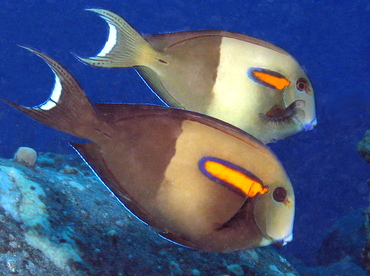 Orangeband Surgeonfish - Acanthurus olivaceus - Big Island, Hawaii