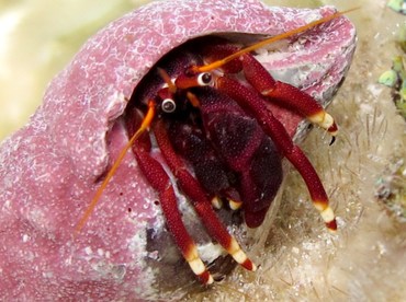 Orangeclaw Hermit Crab - Calcinus tibicen - Grand Cayman