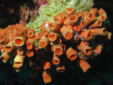 Orange Cup Coral - Tubastraea coccinea - Bonaire