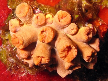 Orange Cup Coral - Tubastraea coccinea - St Thomas, USVI