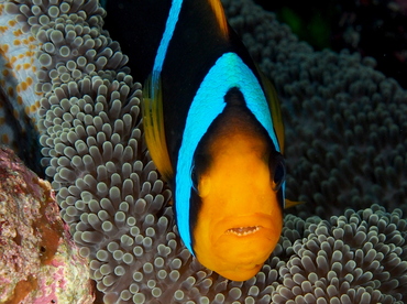 Orangefin Anemonefish - Amphiprion chrysopterus - Palau
