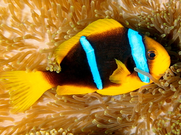 Orangefin Anemonefish - Amphiprion chrysopterus - Fiji